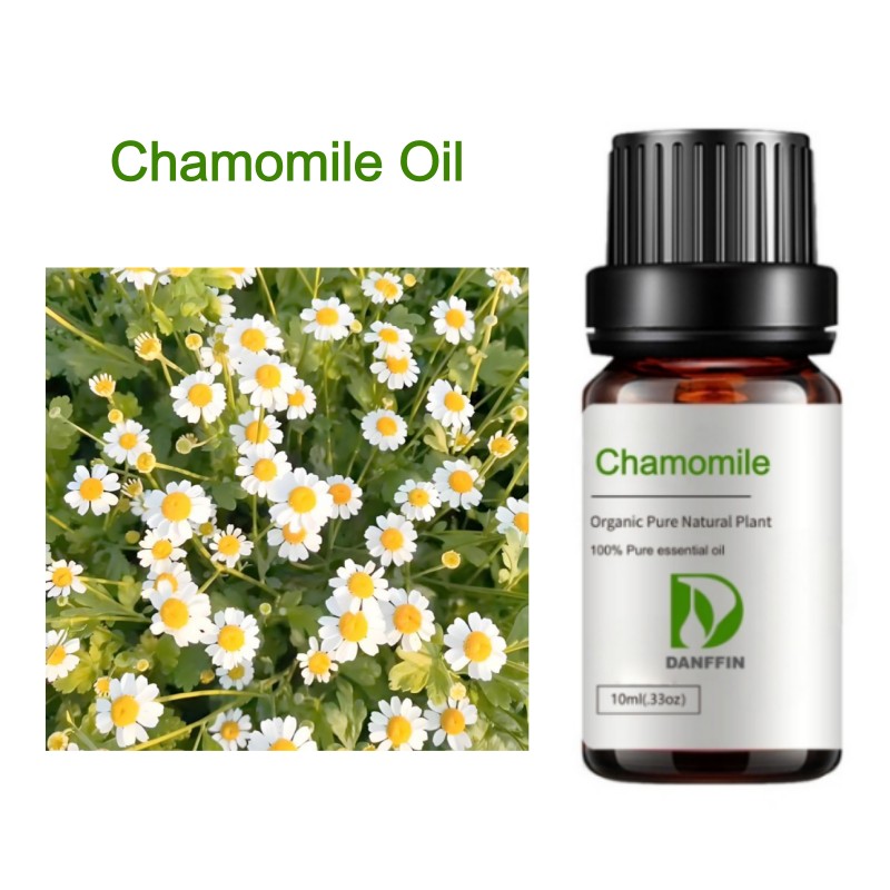 Chamomile Oil